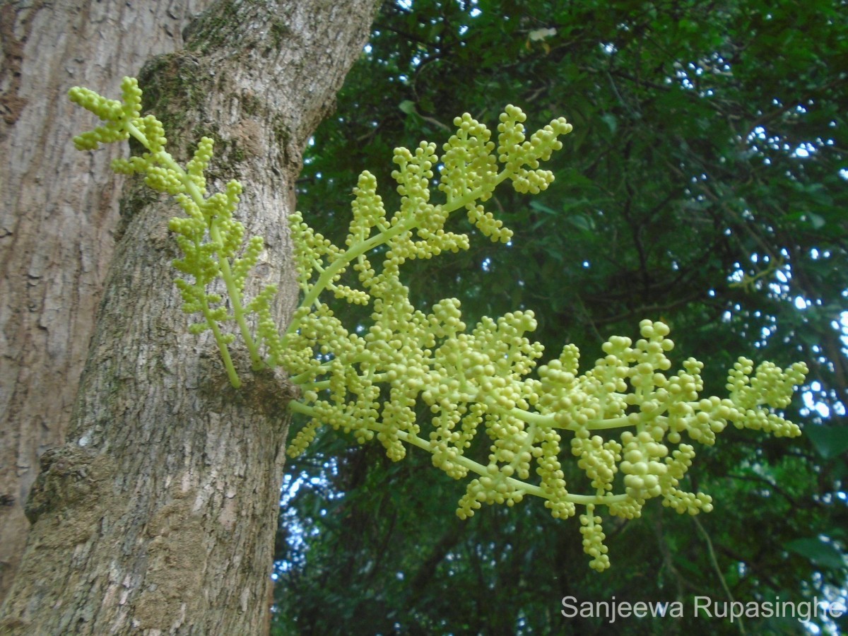 Anamirta cocculus (L.) Wight & Arn.